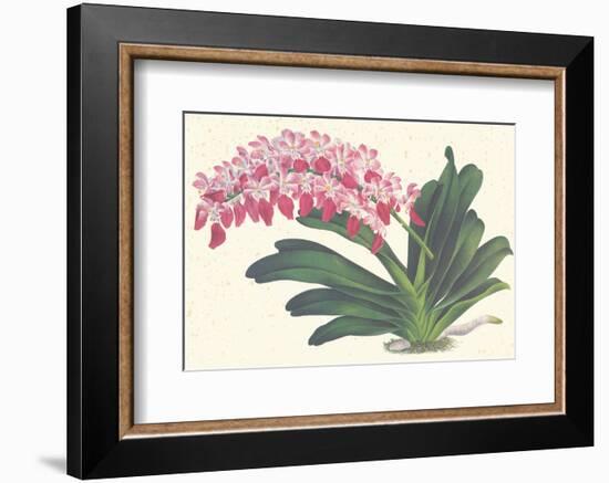 Red Lilac-null-Framed Art Print