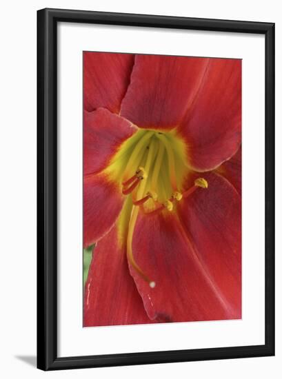 Red Lily Abstract-Anna Miller-Framed Photographic Print