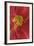 Red Lily Abstract-Anna Miller-Framed Photographic Print