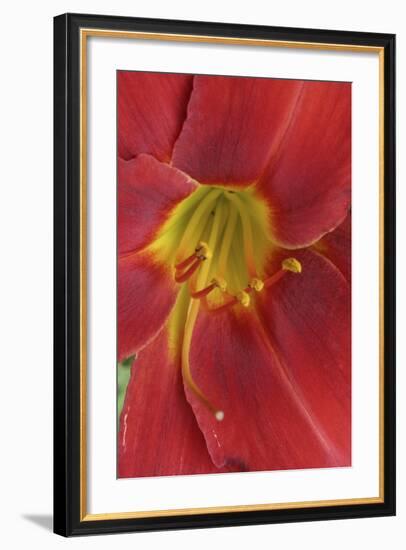 Red Lily Abstract-Anna Miller-Framed Photographic Print