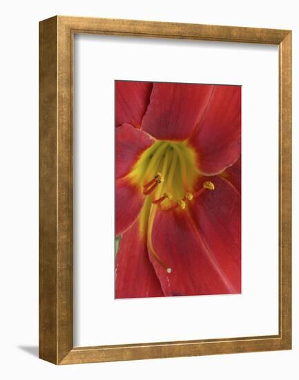 Red Lily Abstract-Anna Miller-Framed Photographic Print