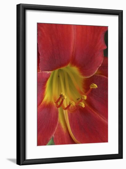 Red Lily Abstract-Anna Miller-Framed Photographic Print