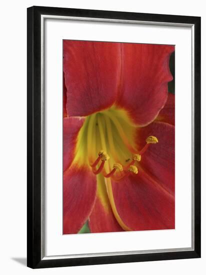 Red Lily Abstract-Anna Miller-Framed Photographic Print