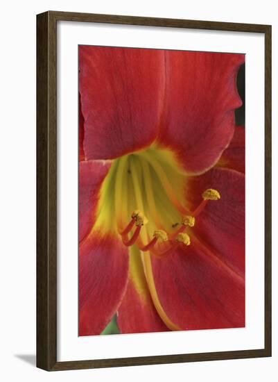 Red Lily Abstract-Anna Miller-Framed Photographic Print
