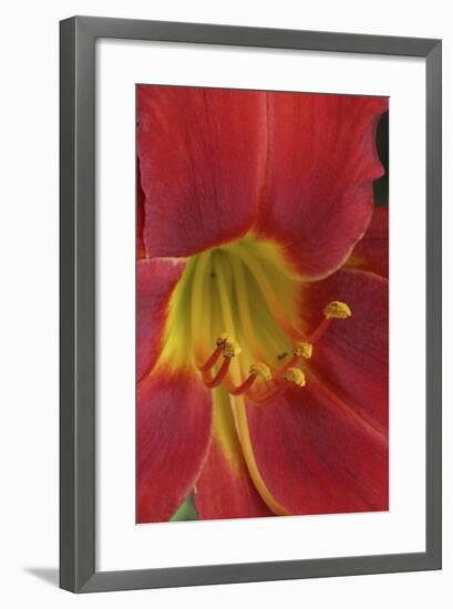 Red Lily Abstract-Anna Miller-Framed Photographic Print