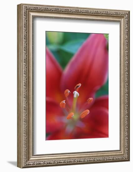 Red lily close-up, Kentucky-Adam Jones-Framed Photographic Print