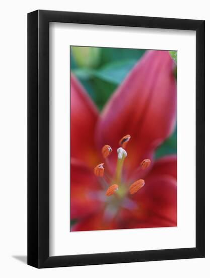 Red lily close-up, Kentucky-Adam Jones-Framed Photographic Print