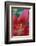 Red lily close-up, Kentucky-Adam Jones-Framed Photographic Print