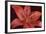 Red Lily-Cora Niele-Framed Photographic Print