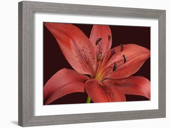 Red Lily-Cora Niele-Framed Photographic Print