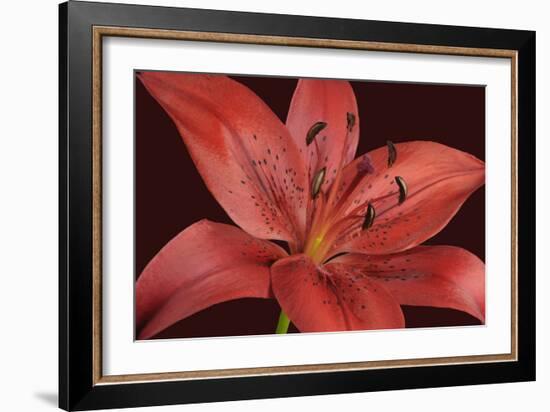 Red Lily-Cora Niele-Framed Photographic Print