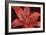 Red Lily-Cora Niele-Framed Photographic Print