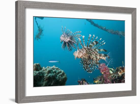 Red Lion Fish in the Mbike Wreck, Pterois Volitans, Florida Islands, the Solomon Islands-Reinhard Dirscherl-Framed Photographic Print