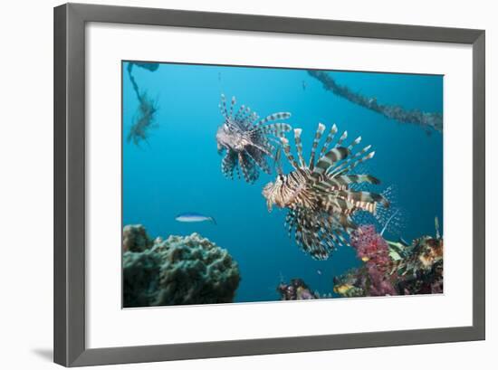 Red Lion Fish in the Mbike Wreck, Pterois Volitans, Florida Islands, the Solomon Islands-Reinhard Dirscherl-Framed Photographic Print