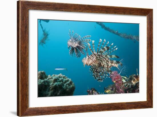 Red Lion Fish in the Mbike Wreck, Pterois Volitans, Florida Islands, the Solomon Islands-Reinhard Dirscherl-Framed Photographic Print