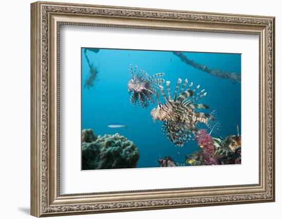 Red Lion Fish in the Mbike Wreck, Pterois Volitans, Florida Islands, the Solomon Islands-Reinhard Dirscherl-Framed Photographic Print