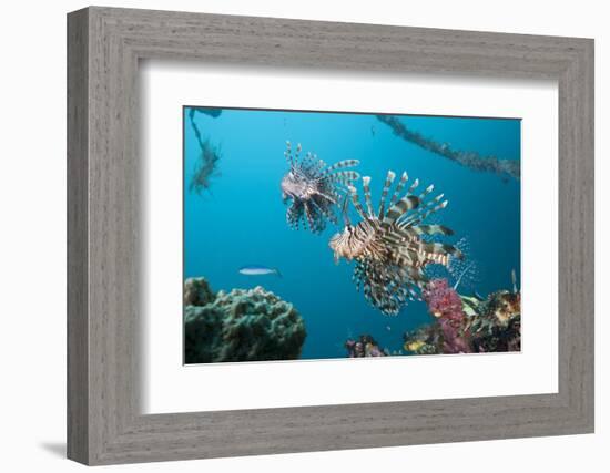 Red Lion Fish in the Mbike Wreck, Pterois Volitans, Florida Islands, the Solomon Islands-Reinhard Dirscherl-Framed Photographic Print