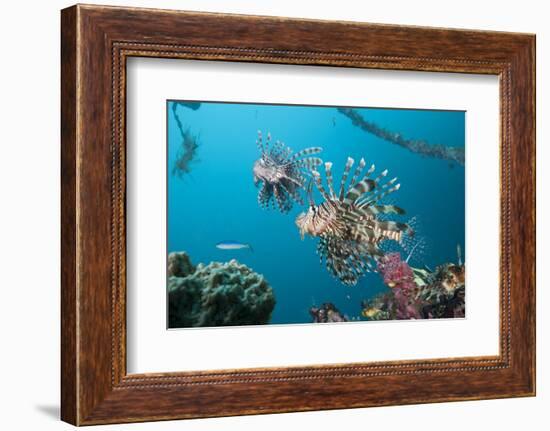 Red Lion Fish in the Mbike Wreck, Pterois Volitans, Florida Islands, the Solomon Islands-Reinhard Dirscherl-Framed Photographic Print