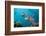 Red Lion Fish in the Mbike Wreck, Pterois Volitans, Florida Islands, the Solomon Islands-Reinhard Dirscherl-Framed Photographic Print