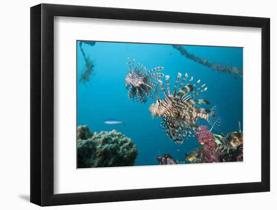 Red Lion Fish in the Mbike Wreck, Pterois Volitans, Florida Islands, the Solomon Islands-Reinhard Dirscherl-Framed Photographic Print