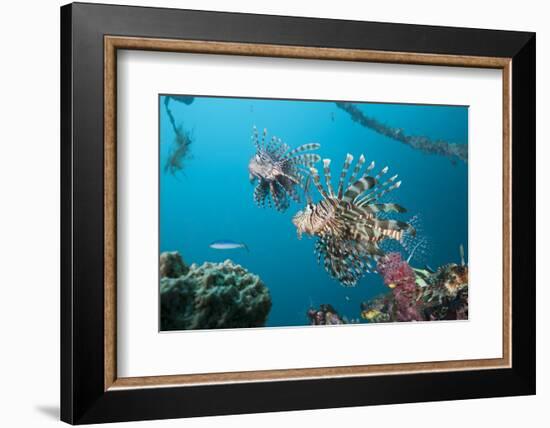 Red Lion Fish in the Mbike Wreck, Pterois Volitans, Florida Islands, the Solomon Islands-Reinhard Dirscherl-Framed Photographic Print