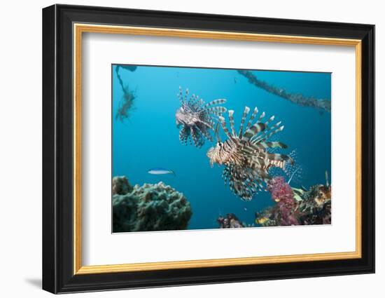 Red Lion Fish in the Mbike Wreck, Pterois Volitans, Florida Islands, the Solomon Islands-Reinhard Dirscherl-Framed Photographic Print