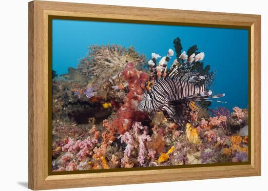 Red Lion Fish in the Reef, Pterois Volitans, Raja Ampat, West Papua, Indonesia-Reinhard Dirscherl-Framed Premier Image Canvas