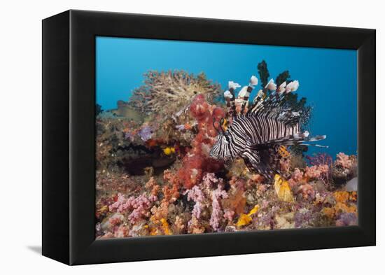 Red Lion Fish in the Reef, Pterois Volitans, Raja Ampat, West Papua, Indonesia-Reinhard Dirscherl-Framed Premier Image Canvas