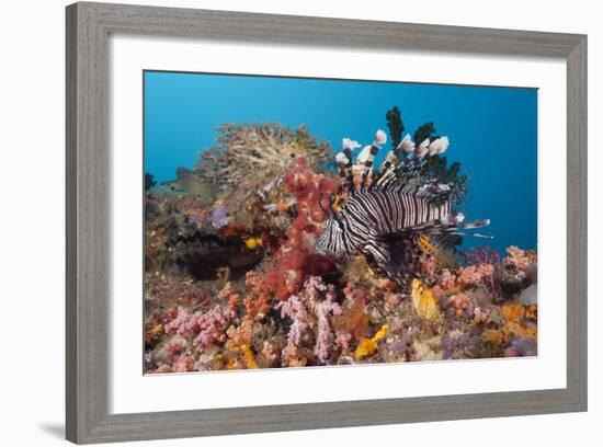 Red Lion Fish in the Reef, Pterois Volitans, Raja Ampat, West Papua, Indonesia-Reinhard Dirscherl-Framed Photographic Print