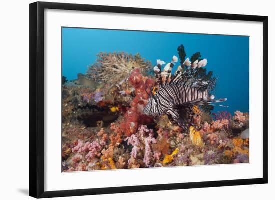 Red Lion Fish in the Reef, Pterois Volitans, Raja Ampat, West Papua, Indonesia-Reinhard Dirscherl-Framed Photographic Print