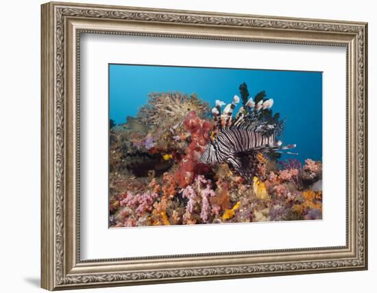 Red Lion Fish in the Reef, Pterois Volitans, Raja Ampat, West Papua, Indonesia-Reinhard Dirscherl-Framed Photographic Print