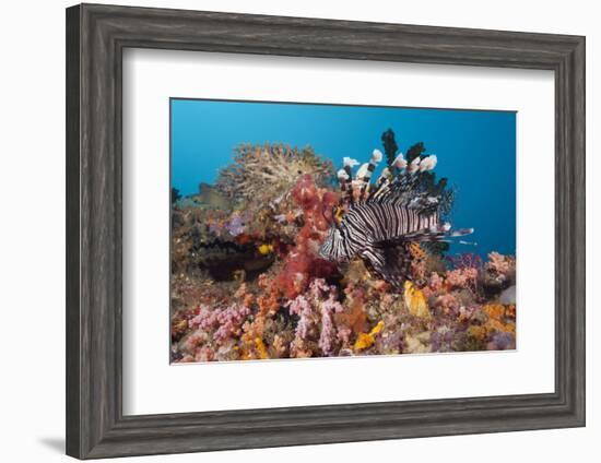 Red Lion Fish in the Reef, Pterois Volitans, Raja Ampat, West Papua, Indonesia-Reinhard Dirscherl-Framed Photographic Print