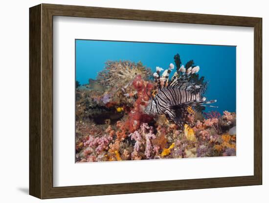 Red Lion Fish in the Reef, Pterois Volitans, Raja Ampat, West Papua, Indonesia-Reinhard Dirscherl-Framed Photographic Print