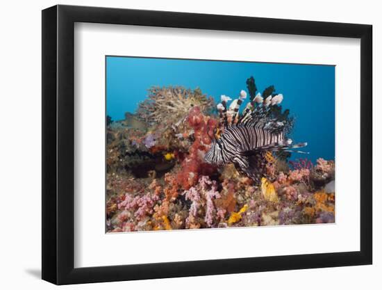 Red Lion Fish in the Reef, Pterois Volitans, Raja Ampat, West Papua, Indonesia-Reinhard Dirscherl-Framed Photographic Print