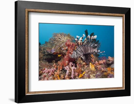 Red Lion Fish in the Reef, Pterois Volitans, Raja Ampat, West Papua, Indonesia-Reinhard Dirscherl-Framed Photographic Print