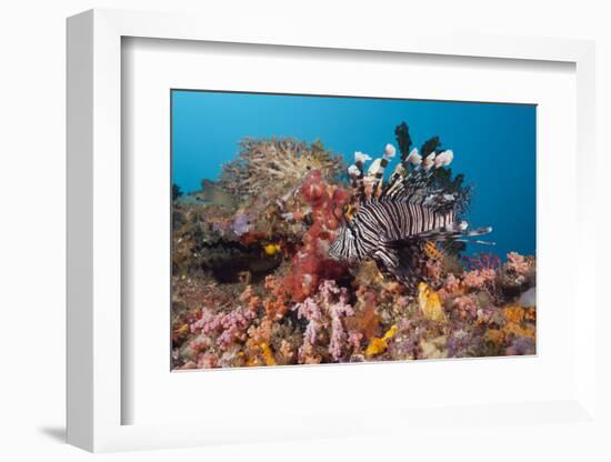 Red Lion Fish in the Reef, Pterois Volitans, Raja Ampat, West Papua, Indonesia-Reinhard Dirscherl-Framed Photographic Print