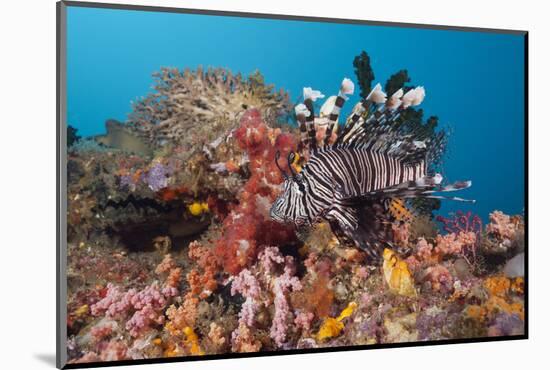 Red Lion Fish in the Reef, Pterois Volitans, Raja Ampat, West Papua, Indonesia-Reinhard Dirscherl-Mounted Photographic Print