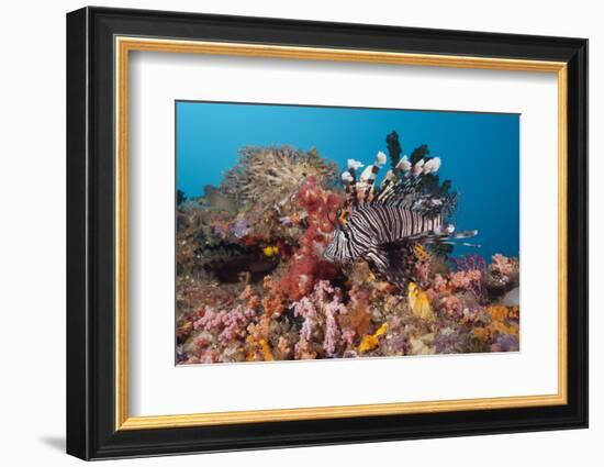 Red Lion Fish in the Reef, Pterois Volitans, Raja Ampat, West Papua, Indonesia-Reinhard Dirscherl-Framed Photographic Print