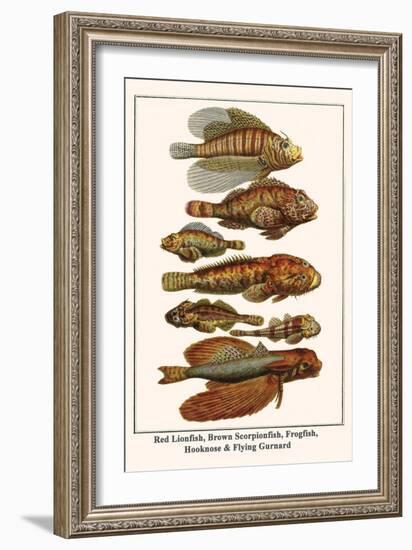 Red Lionfish, Brown Scorpionfish, Frogfish, Hooknose and Flying Gurnard-Albertus Seba-Framed Art Print