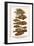 Red Lionfish, Brown Scorpionfish, Frogfish, Hooknose and Flying Gurnard-Albertus Seba-Framed Art Print