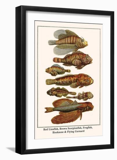 Red Lionfish, Brown Scorpionfish, Frogfish, Hooknose and Flying Gurnard-Albertus Seba-Framed Art Print