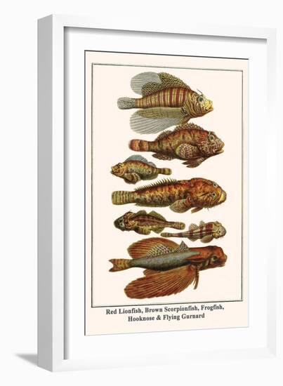 Red Lionfish, Brown Scorpionfish, Frogfish, Hooknose and Flying Gurnard-Albertus Seba-Framed Art Print