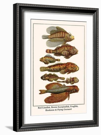 Red Lionfish, Brown Scorpionfish, Frogfish, Hooknose and Flying Gurnard-Albertus Seba-Framed Art Print