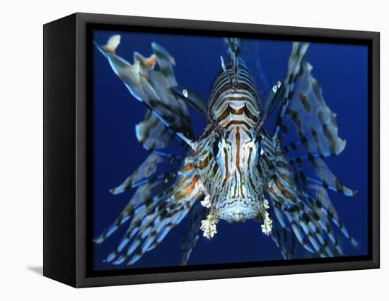 Red Lionfish-Bill Varie-Framed Premier Image Canvas