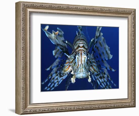 Red Lionfish-Bill Varie-Framed Photographic Print