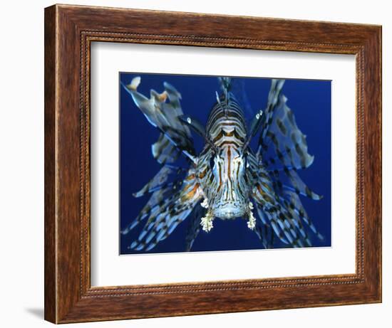 Red Lionfish-Bill Varie-Framed Photographic Print