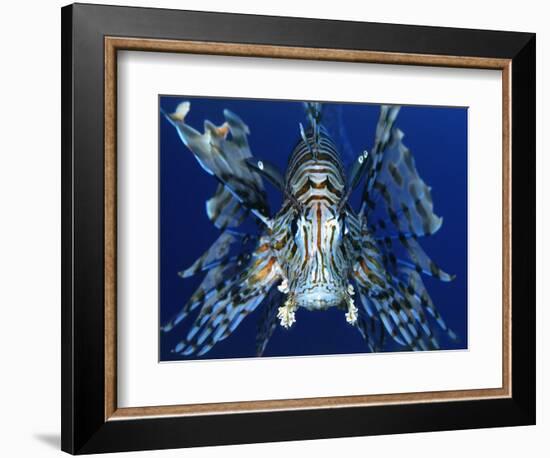 Red Lionfish-Bill Varie-Framed Photographic Print