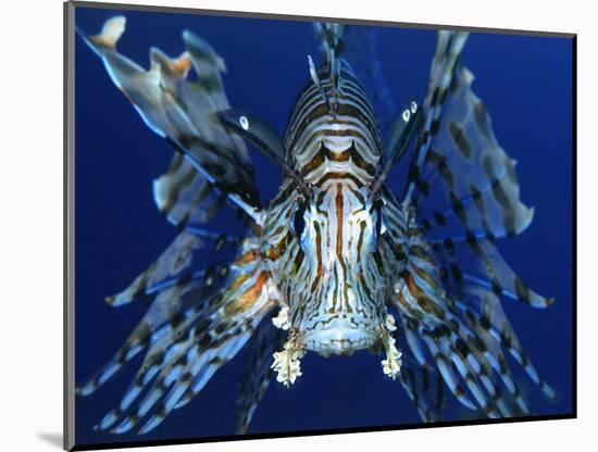 Red Lionfish-Bill Varie-Mounted Photographic Print