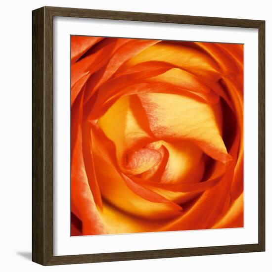 Red Lipped Yellow Rose-Joseph Eta-Framed Giclee Print