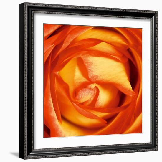 Red Lipped Yellow Rose-Joseph Eta-Framed Giclee Print